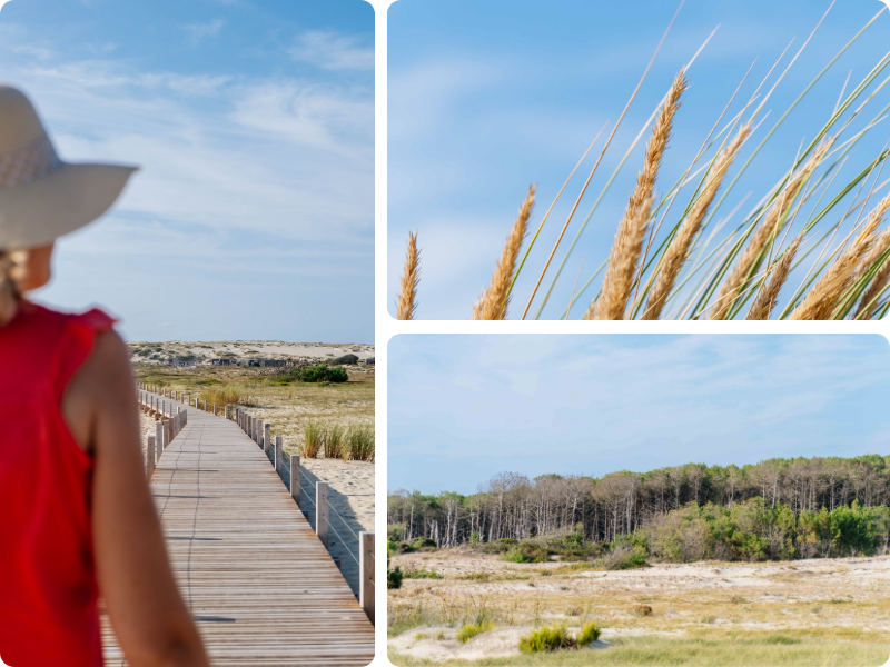 Balade découverte de l'environnement dans les Landes, à Biscarrosse