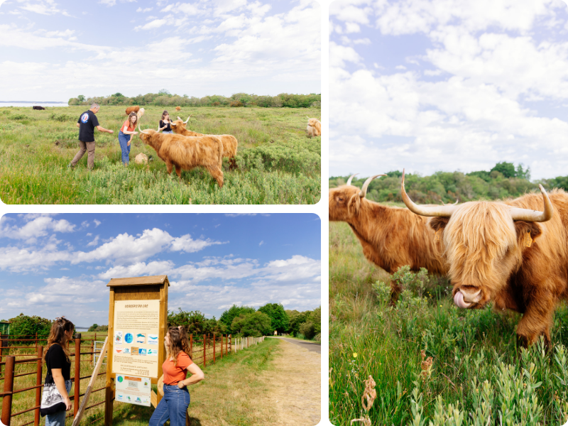Découverte des prairies en bord de lac à Biscarrosse