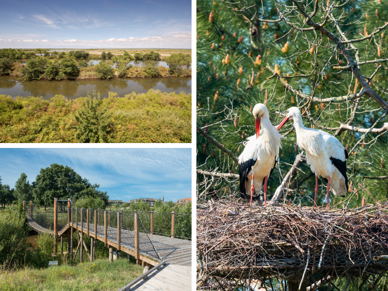 La réserve ornithologique du Teich