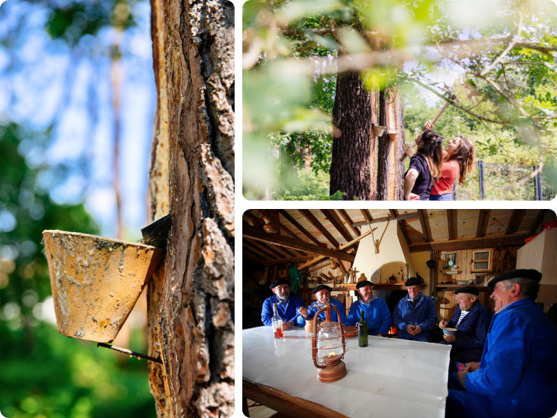 Visite du sentier des Résiniers à Biscarrosse-Plage