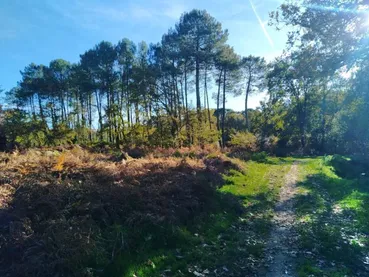 marche-et-respire-biscarrosse