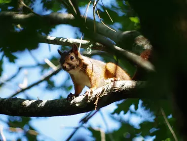 Balade nature, entre courant et forêt