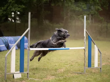 agility dog