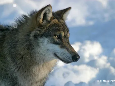 Loup_en_captivite_P.Massit.ONCFS_-2