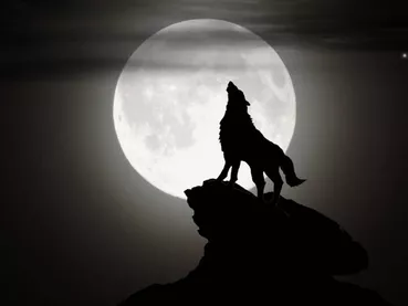 loup garou