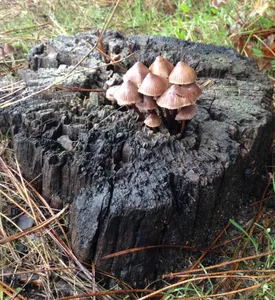 champignons-catherine-kwasniewski-3