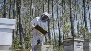 Les Ruchers du Born apiculteur des Ruchers du Born