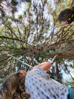 Grimpe dans les arbres 4