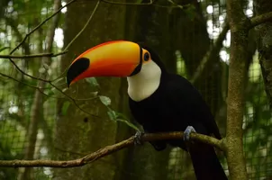 toucan-bresil