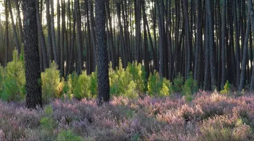 Les Vacances à la Médiathèque : "Contes des créatures et lieux magiques"