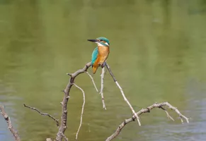 ©Catherine Kwasniewski