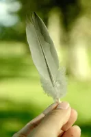 Plume