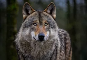 Exposition sur le Loup